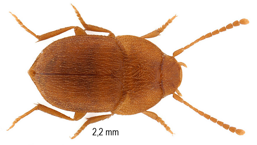 Leptinus testaceus P.W. Müller, 1817